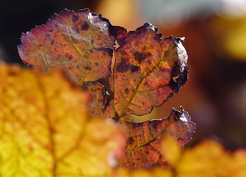 Kopie von 111Blatt Herbst_DDB6827 Kopie.jpg